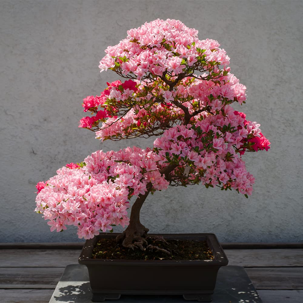Rare bonsai hot rose & rosa azalea samen for colorful garten blooms