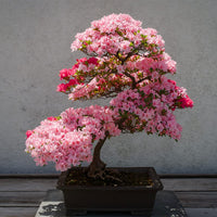 Rare bonsai hot rose & rosa azalea samen for colorful garten blooms