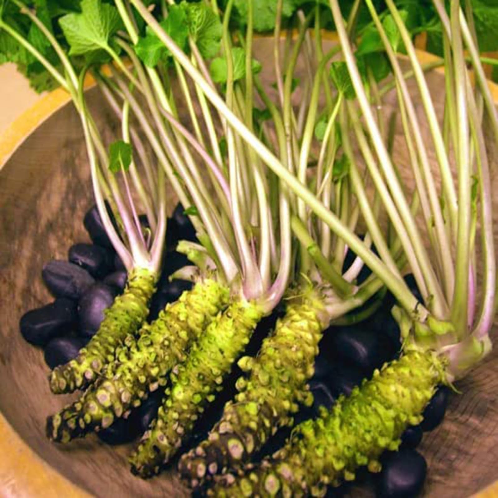 Wasabi Gemüse Samen zum Pflanzen