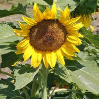 Heirloom sunflower "zwerg sunspot" samen for compact blooms