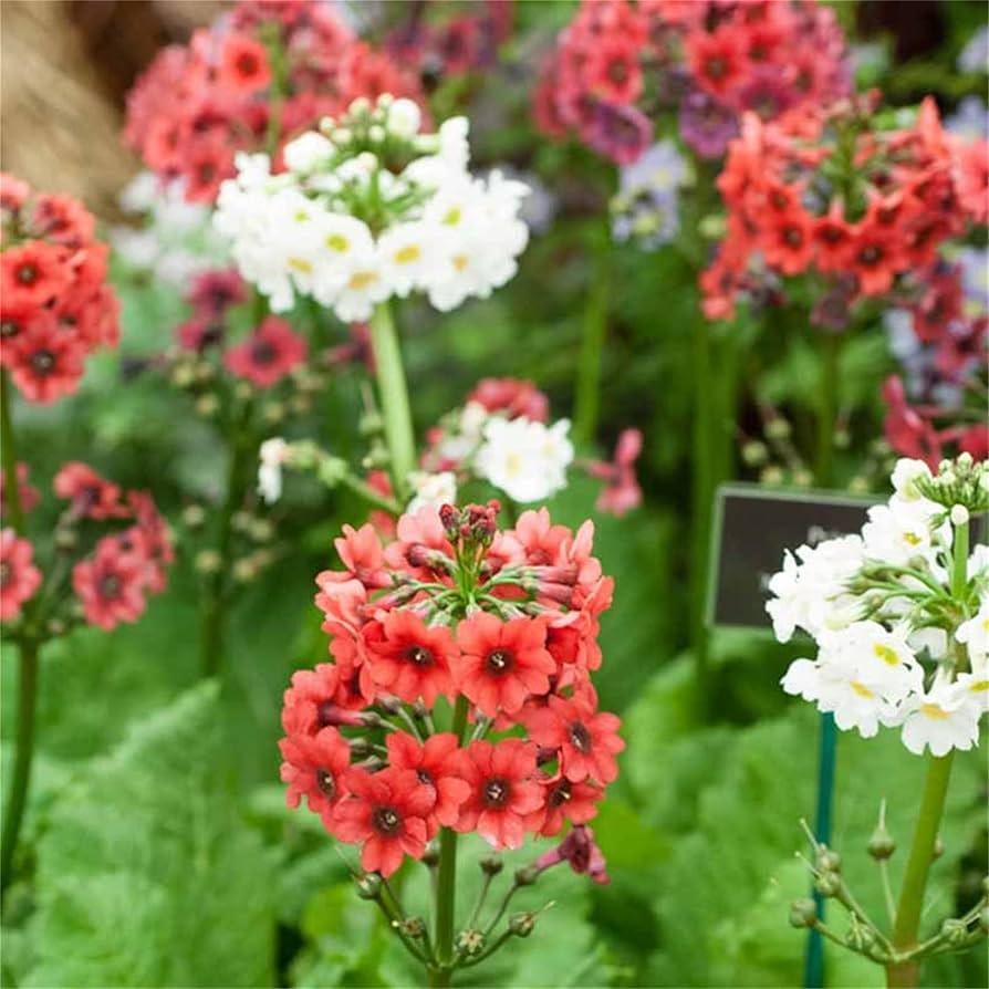 Candelabra Schlüsselblume Primel denticulata Samen zur Aussaat Blume Beet