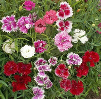 Mixed dianthus sonata blume samen for anpflanzung - fragrant blossoms, heirloom & gmo free samen for home garten
 
 sale samen for home garten