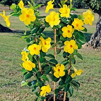 Gelb Mandevilla Blumensamen zur Aussaat – Landhaus Garten wichtig Traditionssorte & ohne Gentechnik Samen