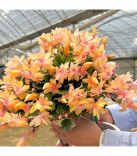 Pfirsichfarben Weihnachtskaktus Blumensamen zur Aussaat – sonnenliebend – Traditionssorte & ohne Gentechnik Samen Hausgarten