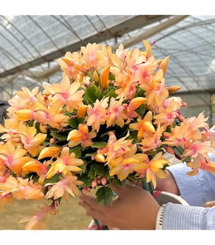 Pfirsichfarben Weihnachtskaktus Blumensamen zur Aussaat – sonnenliebend – Traditionssorte & ohne Gentechnik Samen Hausgarten