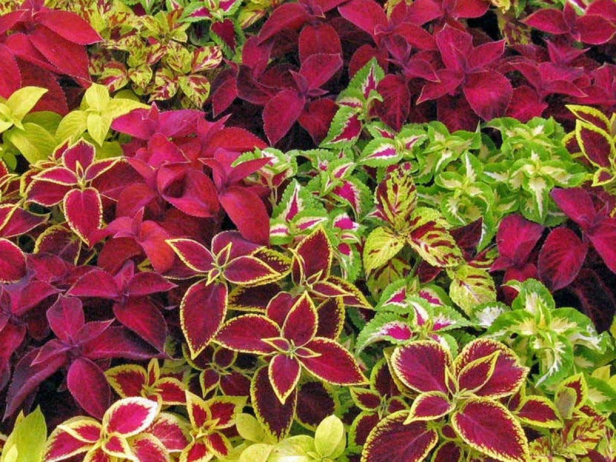 Buntnessel Jazz Marmor Samen zur Aussaat Blume Beet Hausgarten