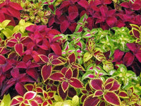 Buntnessel Jazz Marmor Samen zur Aussaat Blume Beet Hausgarten