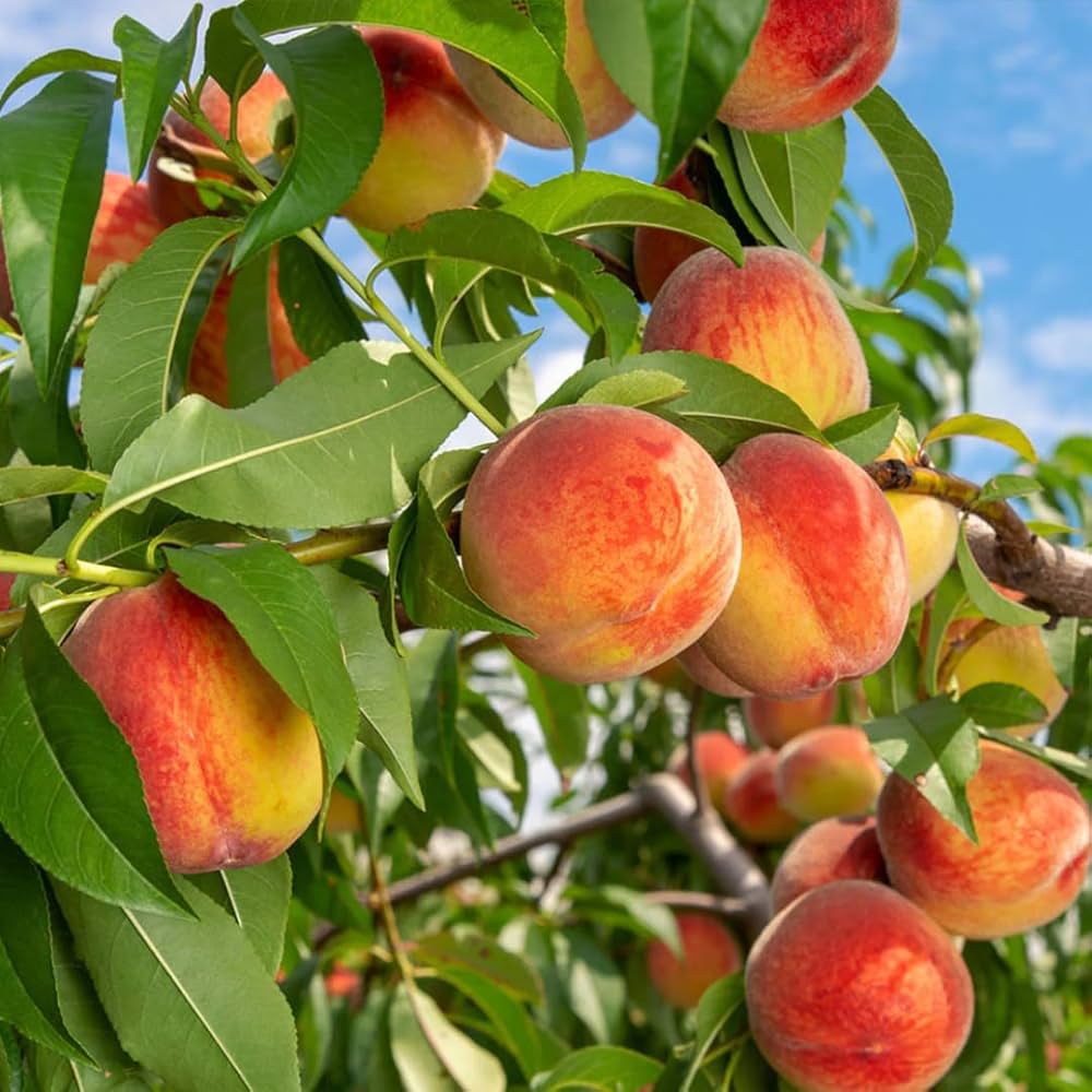 Prunus persica Fruchtsamen für einfaches Anpflanzen