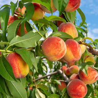 Prunus persica Fruchtsamen für einfaches Anpflanzen