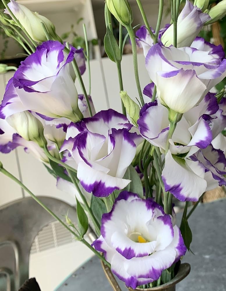 Violet weiß lisianthus blume samen for vibrant floral displays - perfect anpflanzung in gardens and