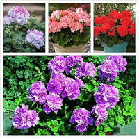 Geranium apple blossom blume samen for anpflanzung - vibrant colors, heirloom & gmo free samen for home garten
 
 sale samen for home garten