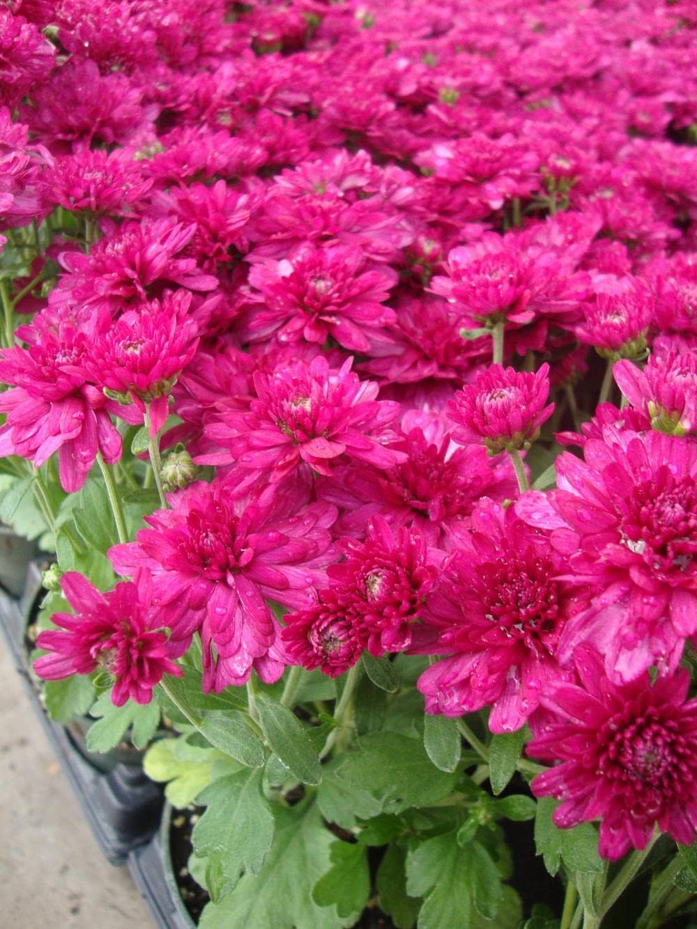 Deep rosa chrysanthemum blume samen for anpflanzung - pollinator friendly, heirloom & gmo free samen for home garten
 
 sale for anpflanzung in home garten.
