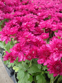 Deep rosa chrysanthemum blume samen for anpflanzung - pollinator friendly, heirloom & gmo free samen for home garten
 
 sale for anpflanzung in home garten.