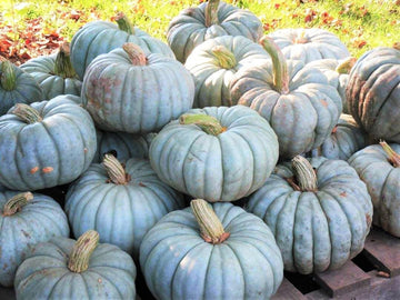 Jarrahdale pumpkin samen für einfachen aussaat gemüse samen