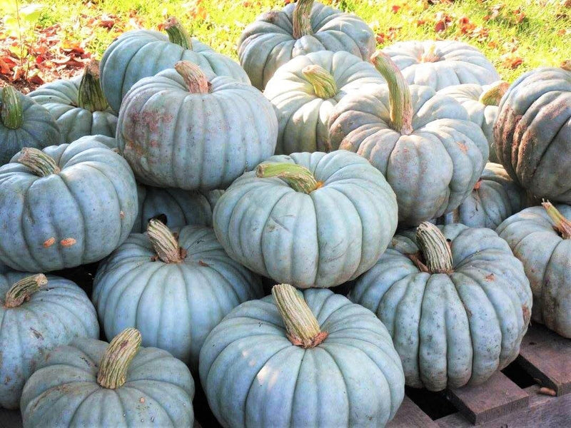 Jarrahdale pumpkin samen für einfachen aussaat gemüse samen