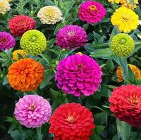 Zinnie Mischung Elegans Semi Samen zur Aussaat Blume Beet