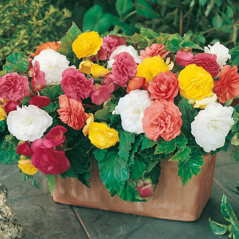 Gemischt Begonie Semperflorens Blumensamen
