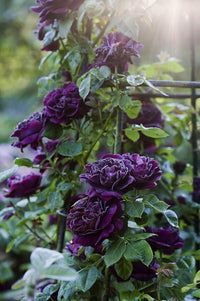 tief Lila Rose Blumensamen zur Aussaat duftend Blüten Traditionssorte & ohne Gentechnik Samen Hausgarten