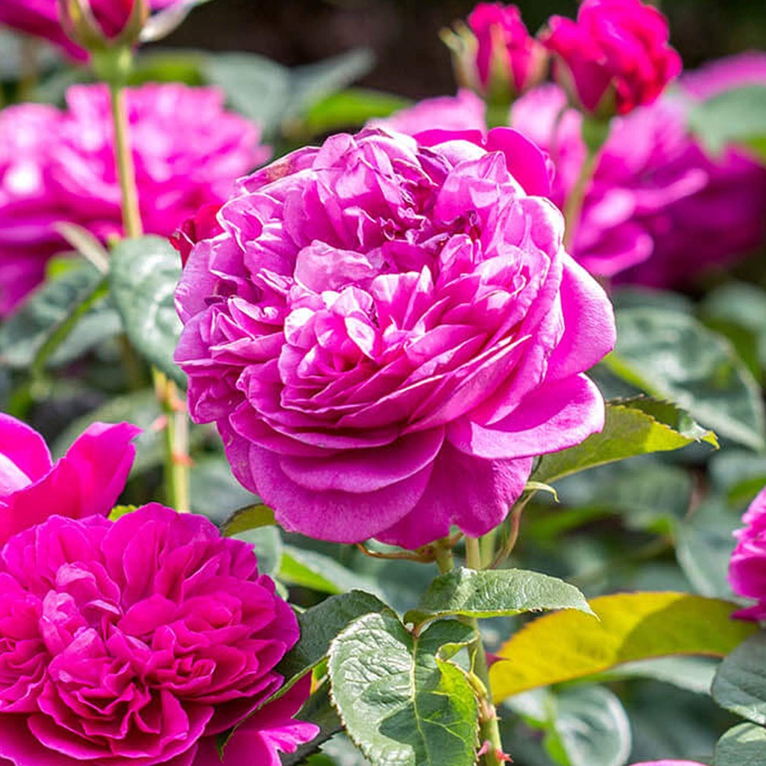 klein Rosa kletternd Rose Blumensamen zur Aussaat – Bestäuber freundlich – Traditionssorte & ohne Gentechnik Samen Hausgarten