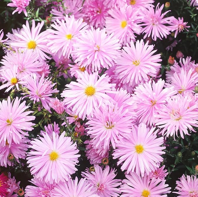 Puderquaste Aster Samen Soft – Lila Aster Blüten