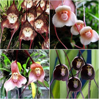 Affengesicht-Orchidee , Dracula Simia Blumensamen
