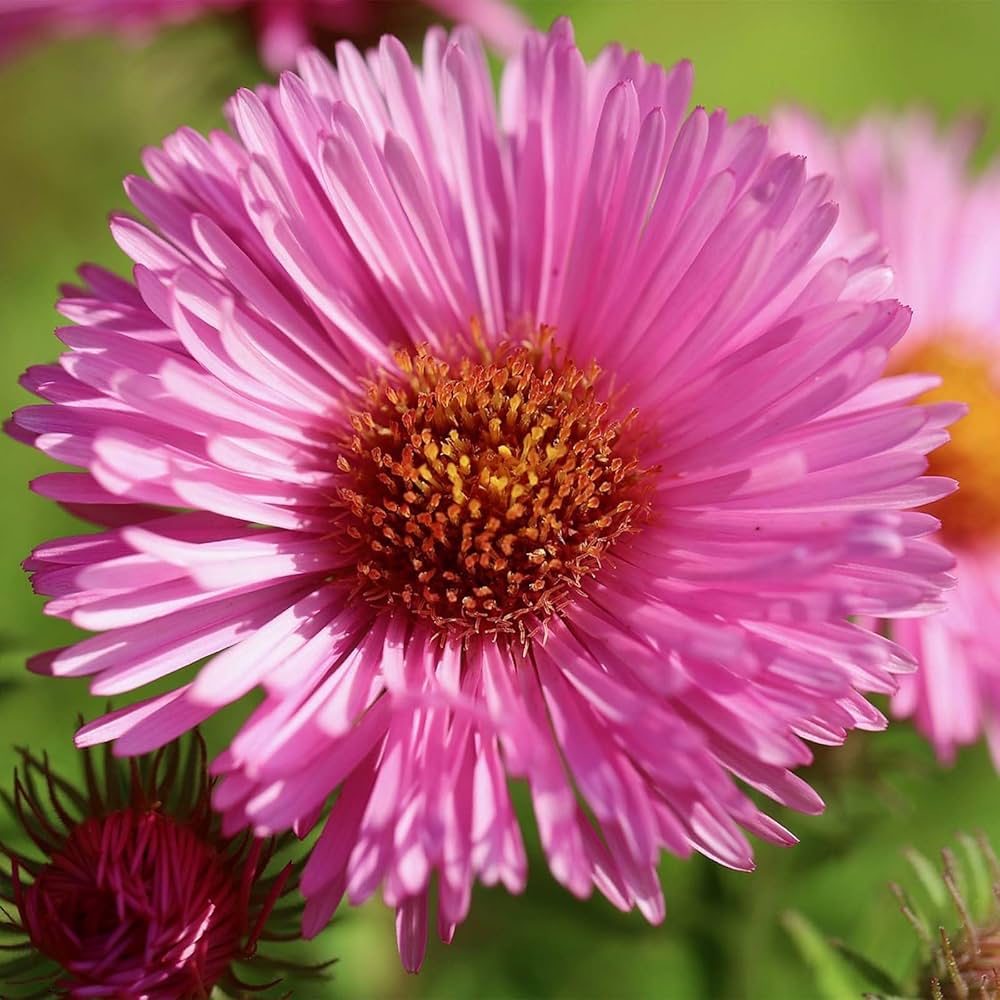 Aster Samen zur Aussaat Aster Amellus Blume Beet border Garten