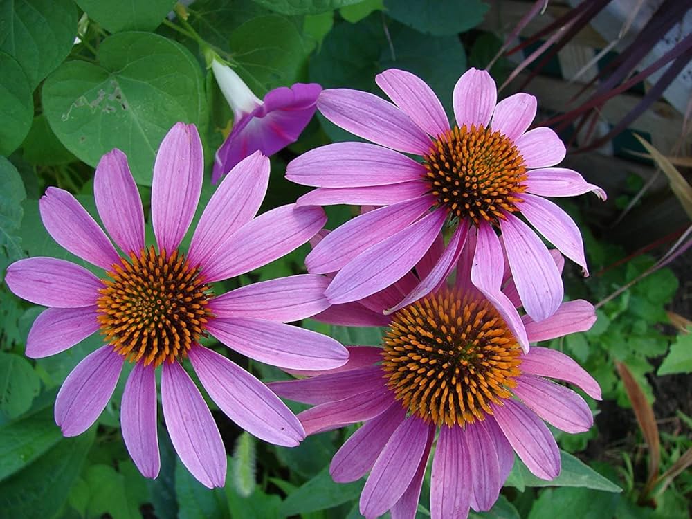 Coneflower Echinacea Samen zur Aussaat Blume Beet Hausgarten