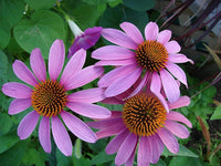 Coneflower Echinacea Samen zur Aussaat Blume Beet Hausgarten