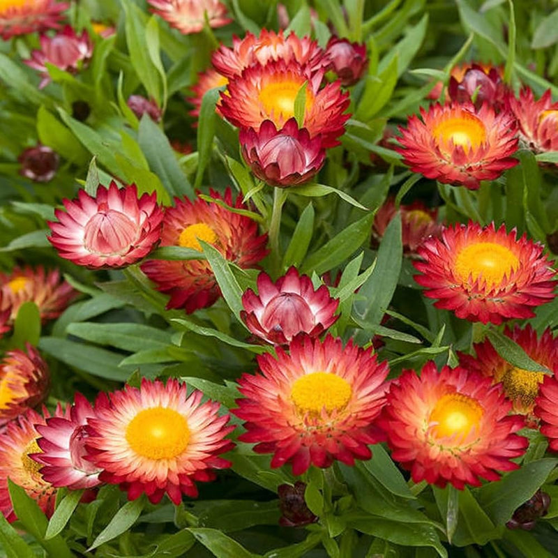 Helichrysum bikini bright mix blume samen for everlasting gardens