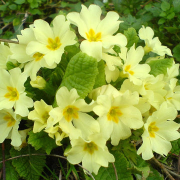 Light gelb primula malacoides blume samen for anpflanzung perfect for borders heirloom & gmo free samen for home garten
 
 sale samen for home garten anpflanzung