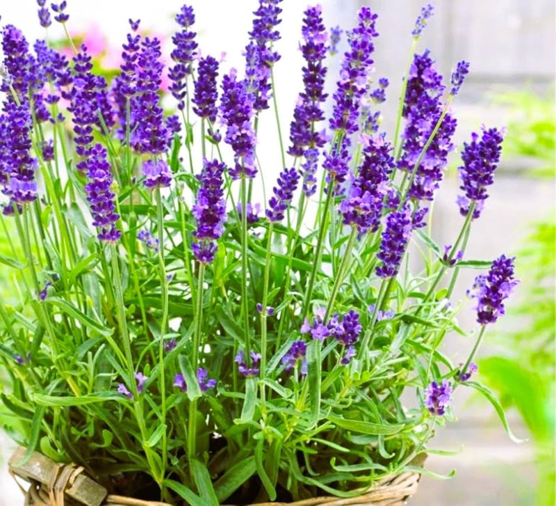 Strauch Blumensamen zur Aussaat lang Blüte Saison Traditionssorte & ohne Gentechnik Samen Hausgarten