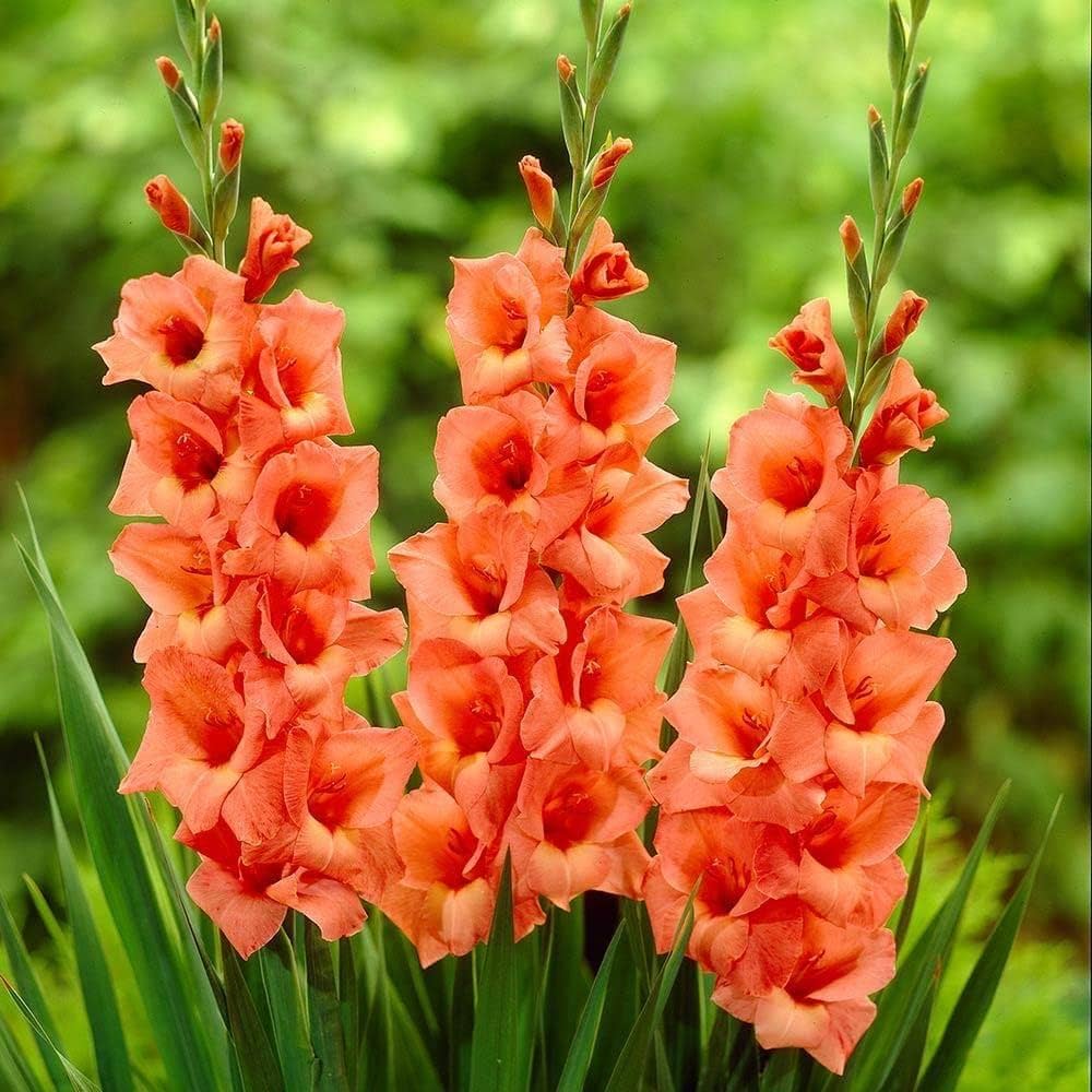 Orange Gelb Gladiole Blumensamen zur Aussaat – Bestäuber freundlich – Traditionssorte & ohne Gentechnik Samen Hausgarten