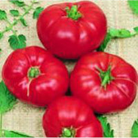Boxcar Willie Tomate Samen for Sweet, Traditionell Tomate Varieties
