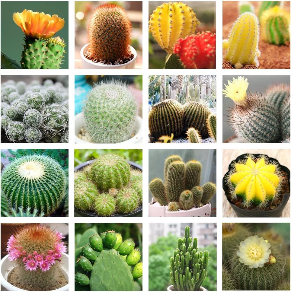 Cactus blume samen for anpflanzung - compact growth, heirloom & gmo free samen for home garten
 
 sale samen for home garten