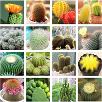 Cactus blume samen for anpflanzung - compact growth, heirloom & gmo free samen for home garten
 
 sale samen for home garten