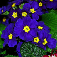 Blau Gelb Stiefmütterchen Blumensamen zur Aussaat – saisonal Dauerblüher – Traditionssorte & ohne Gentechnik Samen Hausgarten