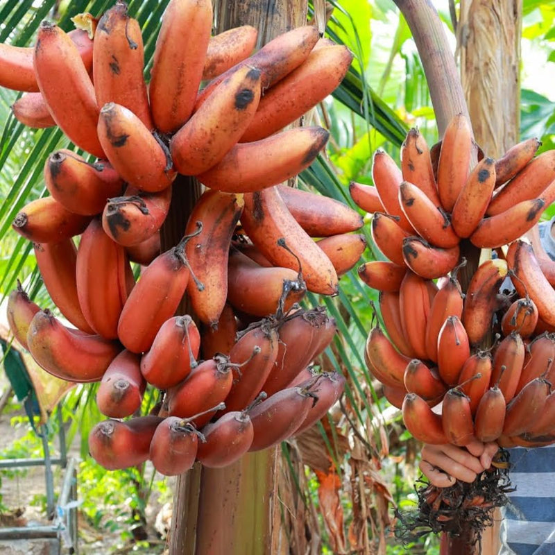 Semi di banana facili da piantare