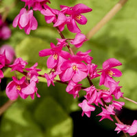 Antigonon Leptopus blühend Pflanze Samen zur Aussaat Garten
