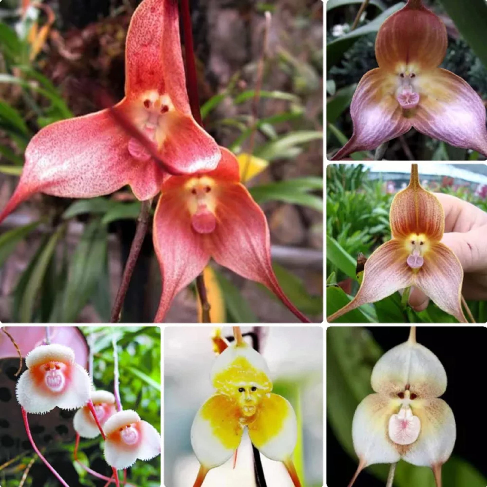 Monkey Face Orchidee Dracula simia Blumensamen zur Aussaat für Innenräume Garten