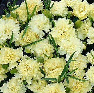 Carnation blume samen for anpflanzung - cottage garten essential, heirloom & gmo free samen for home garten
 
 sale for anpflanzung in home garten.