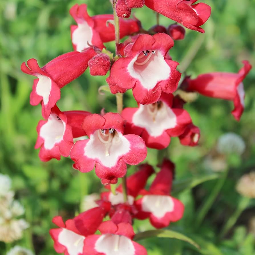 Penstemon Penstemon digitalis Samen zur Aussaat Blume Beet