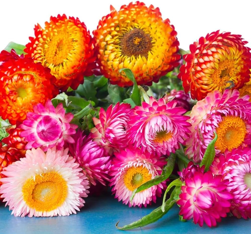 Helichrysum Bracteatum Strawflower Gemischt Samen