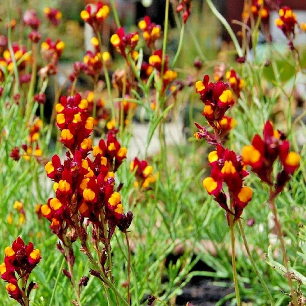 Linaria Flamenco Bi- Samen – Reticulata mehrjährig Wildblume Blüten