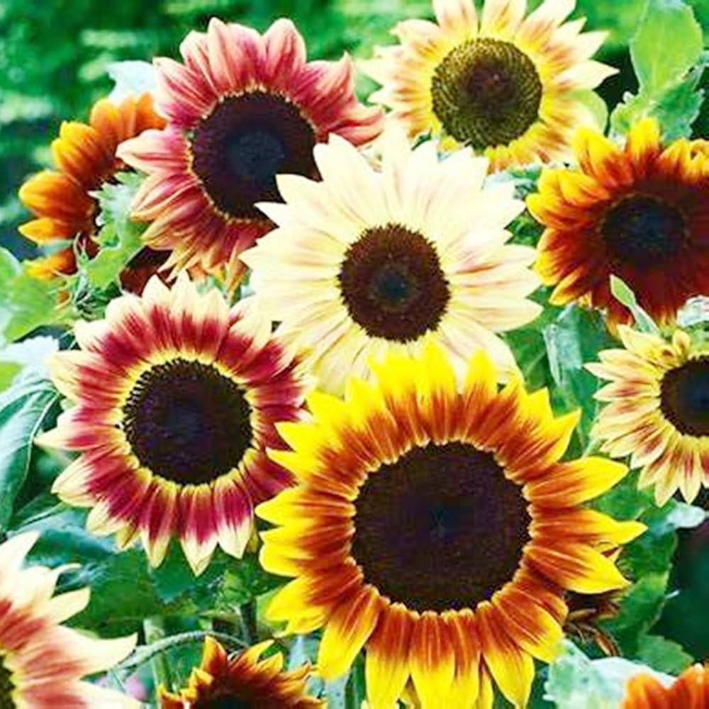 Sonnenblume Bonsai Blumensamen zur Aussaat kompakt Wuchs Traditionssorte & ohne Gentechnik Samen Hausgarten