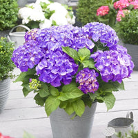 Violett Hortensie Blumensamen zur Aussaat pflegeleicht Traditionssorte & ohne Gentechnik Samen Hausgarten