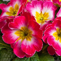 Mini europe primrose blume samen for bright, small garten blooms