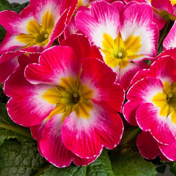 Mini europe primrose blume samen for bright, small garten blooms