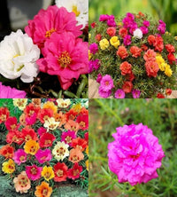 Gemischt Portulaca Rose Blumensamen zur Aussaat – ideal Rabatten – Traditionssorte & ohne Gentechnik Samen Hausgarten