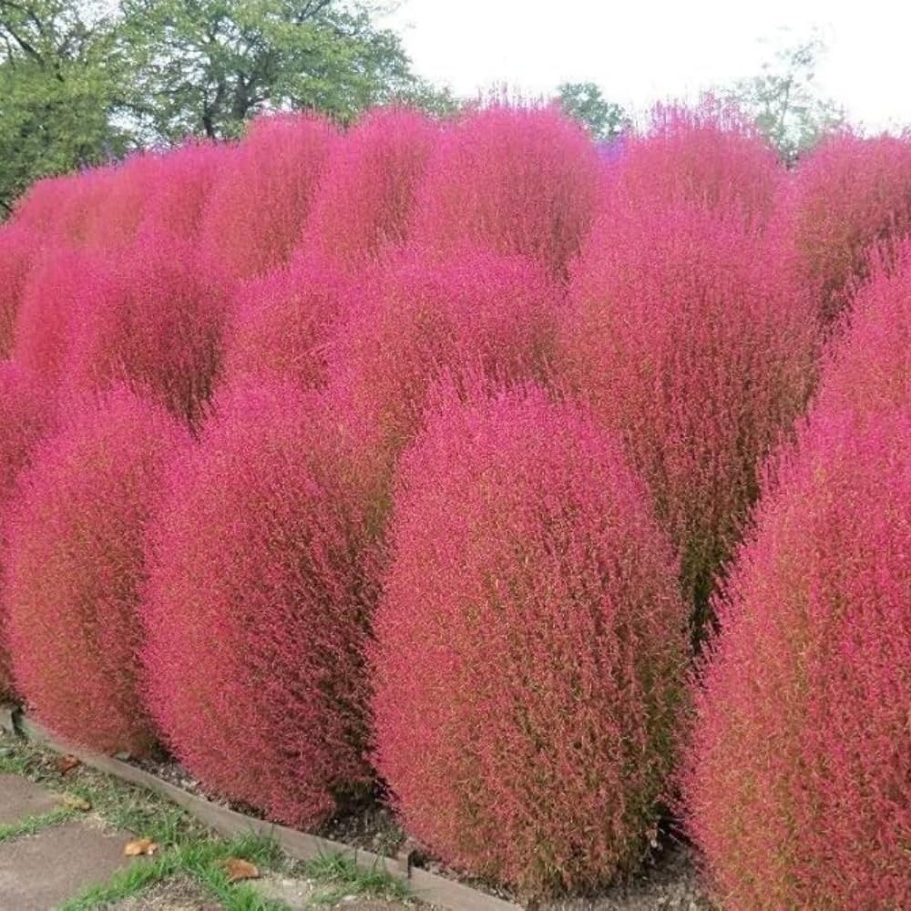 Rot Burning Strauch Blumensamen zur Aussaat – saisonal Dauerblüher – Traditionssorte & ohne Gentechnik Samen Hausgarten