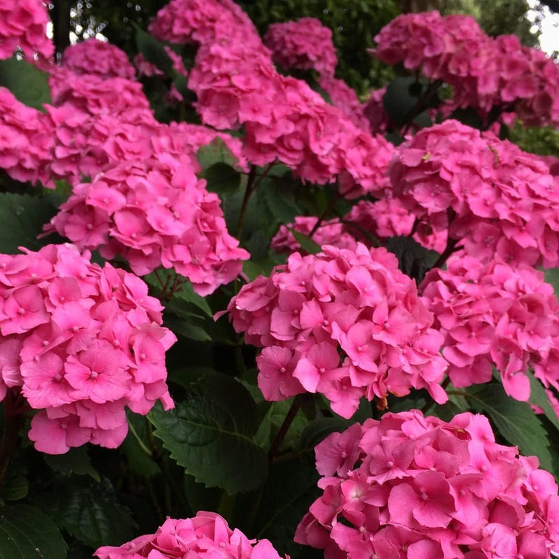 Thick rosa hydrangea blume samen for anpflanzung - premium quality, heirloom & gmo free samen for home garten
 
 sale for anpflanzung in home garten